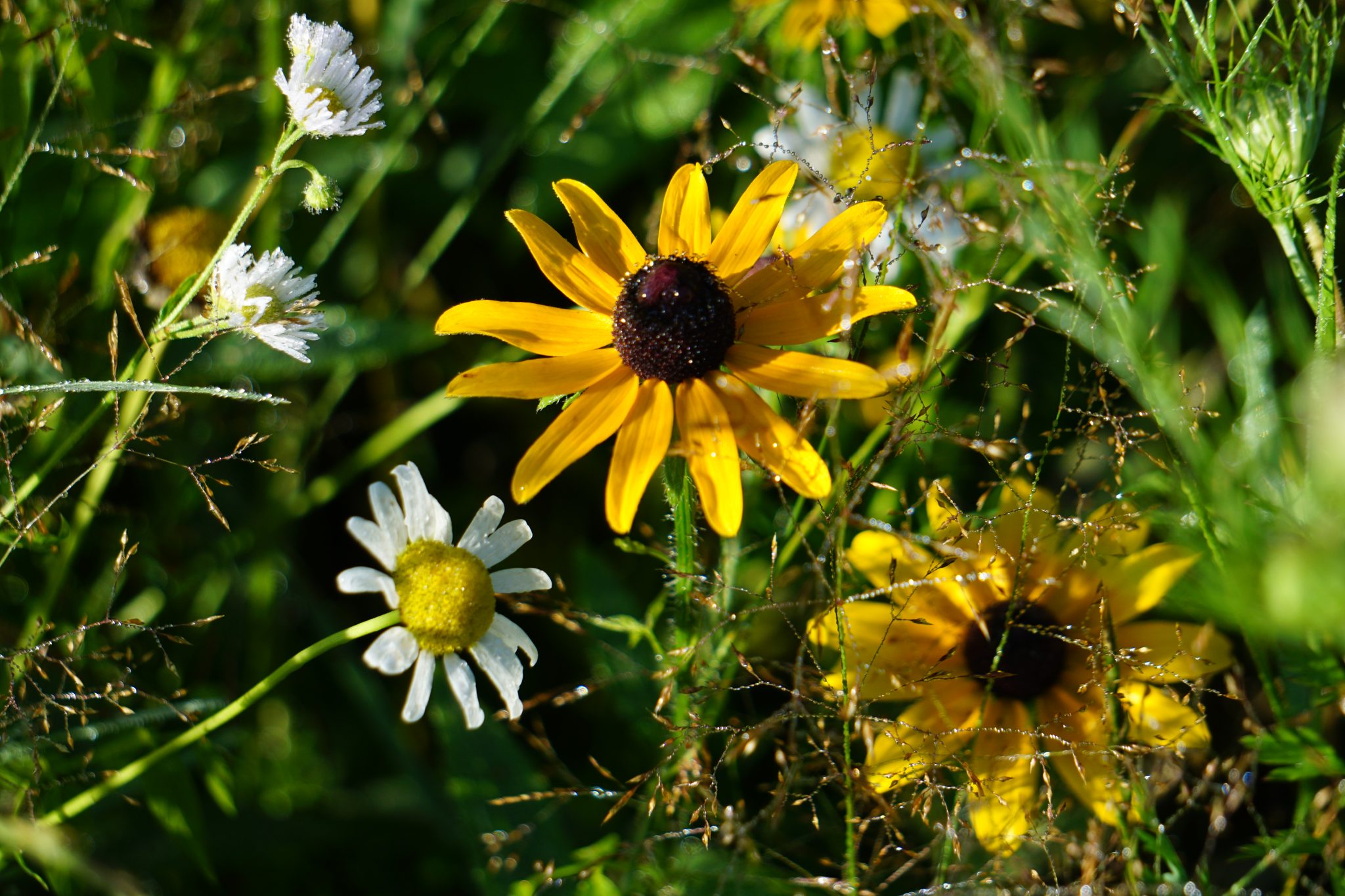 alain's meadow