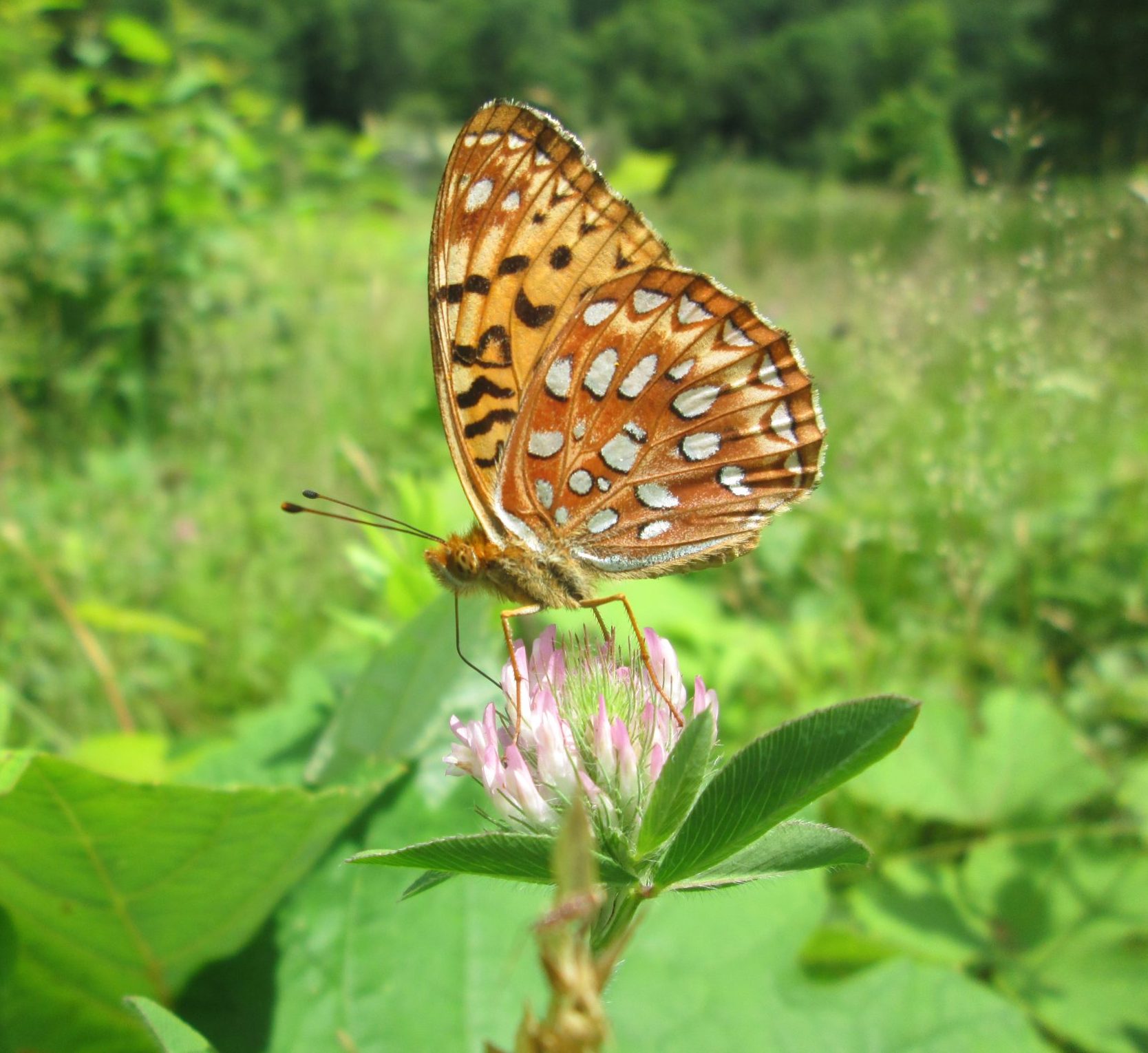 Fritillary 7-3-13